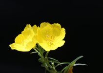 Evening Primrose Oil and Arthritis: What Does the Research Say