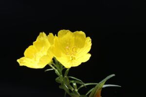 Evening Primrose Oil and Arthritis: What Does the Research Say